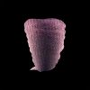 Spark Pink 867 1
