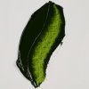 Olejová barva Rembrandt 40 ml – 623 Sap Green